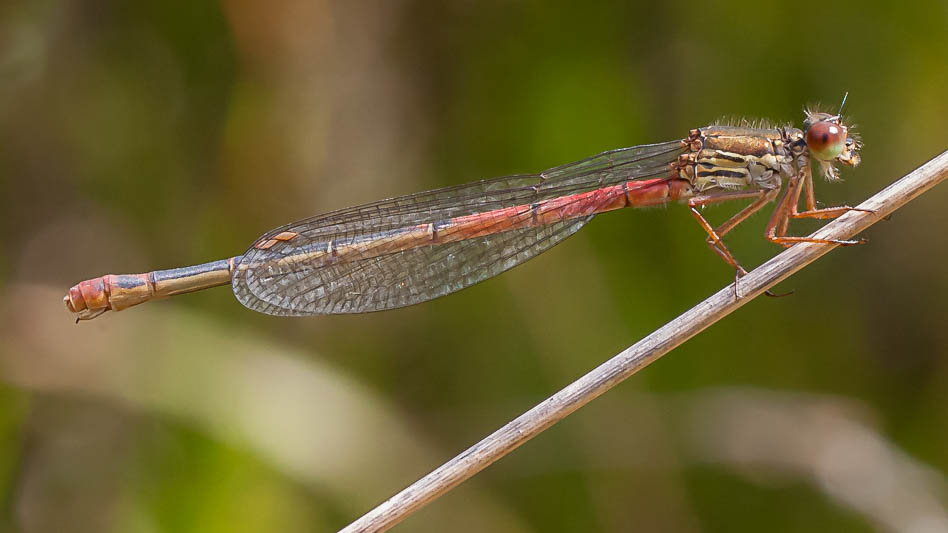 Ceriagrion tenellum female-1762.jpg